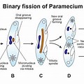 Binary Fission in Paramecium