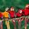 Bing Wallpaper Animal Bird