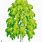 Birch Tree Illustration