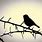 Bird On Branch Silhouette