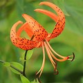 Birth Flower Tiger Lily