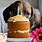 Birthday Cake for Dogs Recipe