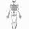 Blank Human Body Skeleton Diagram