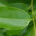 Black Cherry Tree Leaves Identification