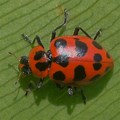 Black Red Flea Beetle