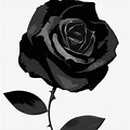 Black Rose On White Background Icon