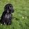 Black Spaniel