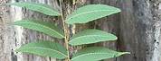 Black Walnut Leaf Identification