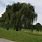 Black Weeping Willow Tree