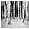 Black and White Birch Tree Art