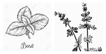 Black and White Clip Art of Basil