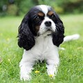 Black and White Dog Breeds