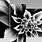 Black and White Flower Canvas