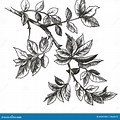 Black and White Illustration of Rose Leaves