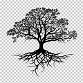 Black and White Live Oak Tree Drawing