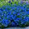 Blue Alyssum Flower