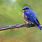 Blue Bird On a Branch