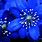 Blue Flower Wallpaper Free