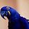 Blue Parrot