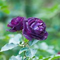 Blue Purple Rose Garden