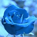 Blue Rose Wallpaper for Laptop