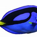 Blue Tang Fish No Background