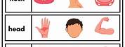 Body Parts Kindergarten Identification Worksheet