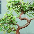 Bonsai Pruning Chinese Elm Tree