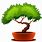 Bonsai Tree Cartoon