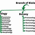 Branches of Biology 3 Part Cards