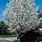 Bradford Flowering Pear Tree