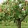 Braeburn Apple Tree