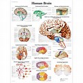 Brain Poster About Internet