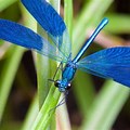 Bright Blue Dragonfly