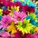 Bright Colored Flowers