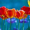 Bright Colored Flowers Desktop Wallpaper