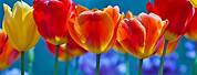 Bright Colored Flowers Desktop Wallpaper