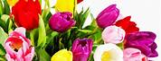 Bright Colored Flowers On White Background