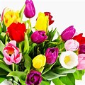 Bright Colored Flowers On White Background