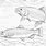 Brook Trout Coloring Page