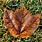 Brown Maple Leaf