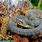 Brown Banded Water Snake