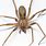 Brown Recluse Spider Maine