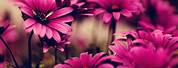 Brown and Pink Flowers Wallpaper