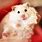 Cute Hamsters