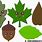 Cute Leaf Clip Art