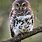 Cute Little Owl