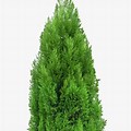 Cypress Tree Clip Art No Background