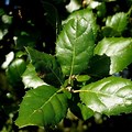 California Live Oak Tree Leaf