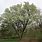 Callery Pear Tree